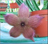 Stapelia 18 bis